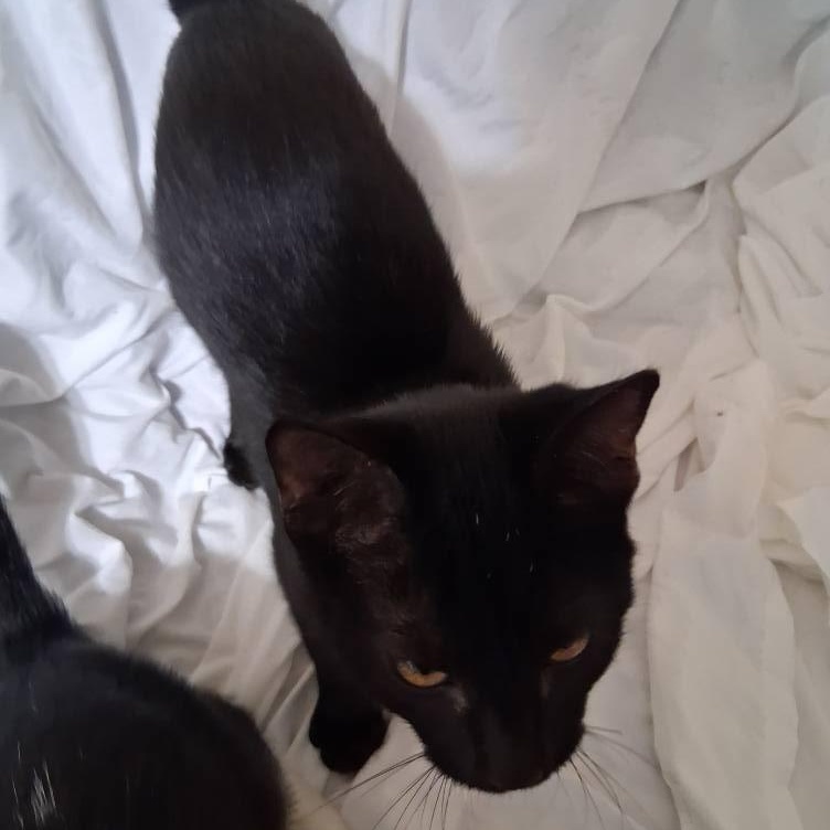 Black Knight, a Adoptable Domestic Short Hair in Inez, KY image 1/2