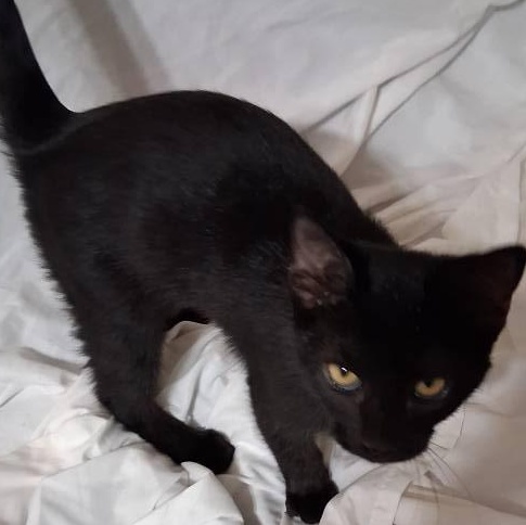 Black Knight, a Adoptable Domestic Short Hair in Inez, KY image 2/2