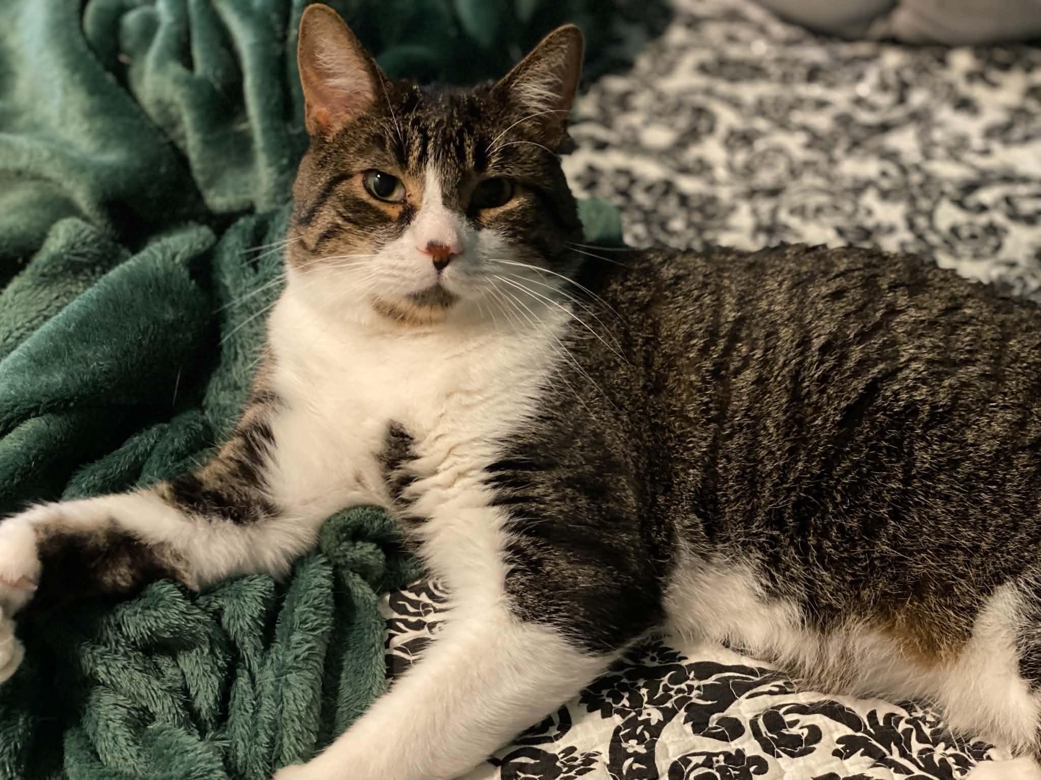 Enlarge Buffy & Badger, a Adoptable Domestic Short Hair in Royal Oak, MI image 4/5