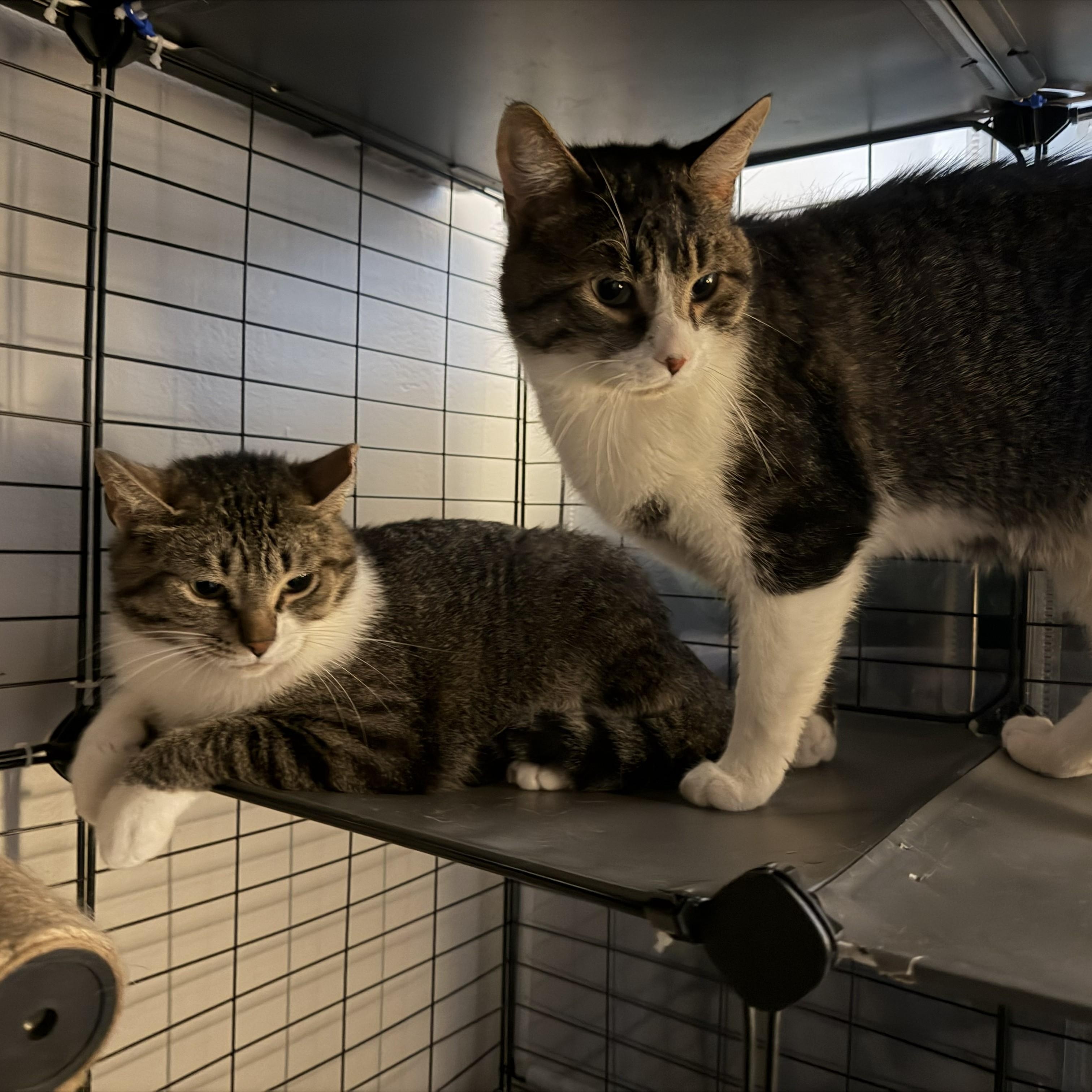 Enlarge Buffy & Badger, a Adoptable Domestic Short Hair in Royal Oak, MI image 2/5