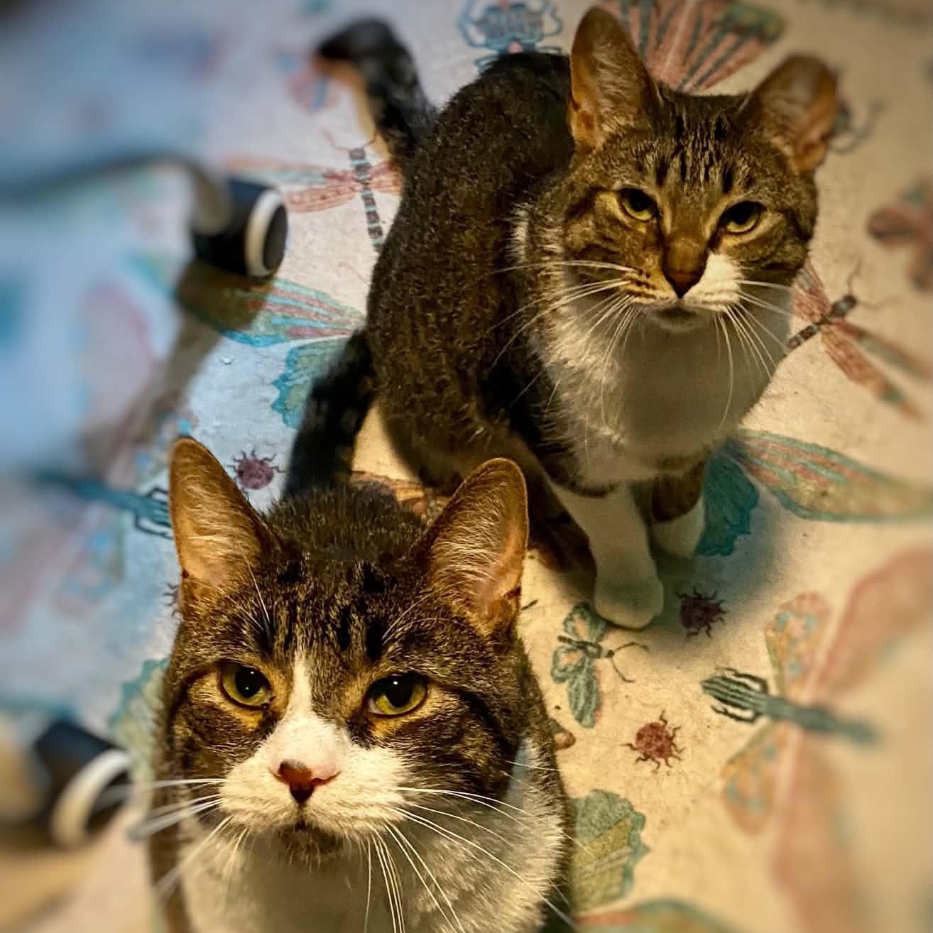 Buffy & Badger, Adoptable, Young Female Domestic Short Hair.