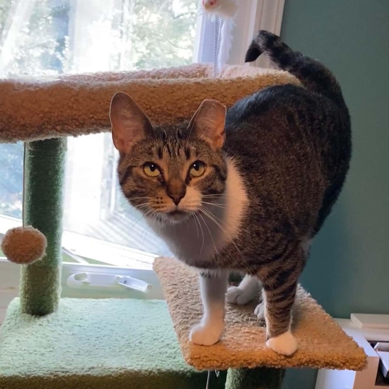 Enlarge Buffy & Badger, a Adoptable Domestic Short Hair in Royal Oak, MI image 3/5