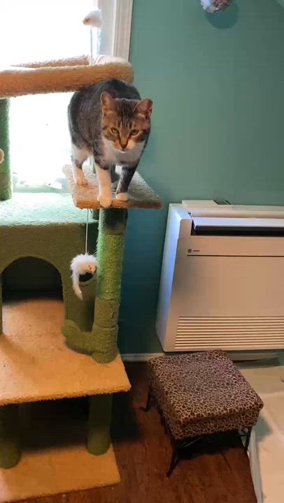 Enlarge Buffy & Badger, a Adoptable Domestic Short Hair in Royal Oak, MI video 5/5