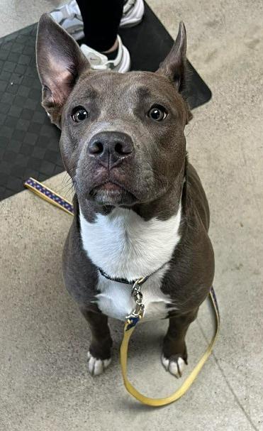 Enlarge Cora, a Adoptable mixed breed in Archbold , OH image 2/2