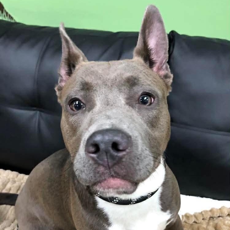 Enlarge Cora, a Adoptable mixed breed in Archbold , OH image 1/2