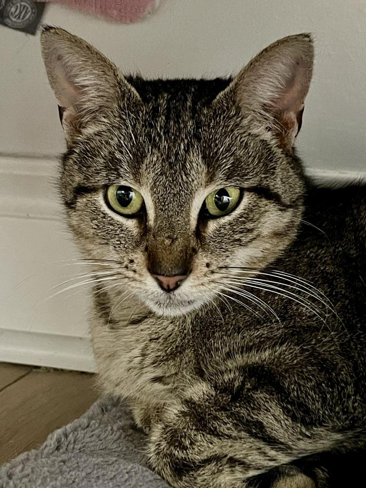 Enlarge Sierra, a Adoptable Domestic Short Hair in Chicago, IL image 1/3