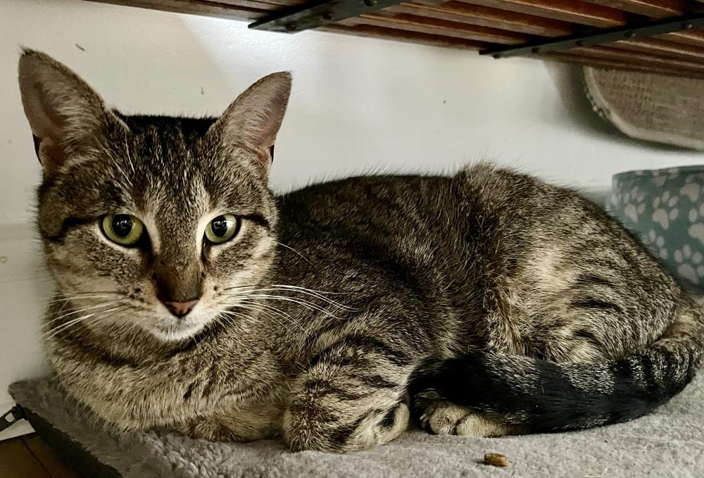 Enlarge Sierra, a Adoptable Domestic Short Hair in Chicago, IL image 2/3