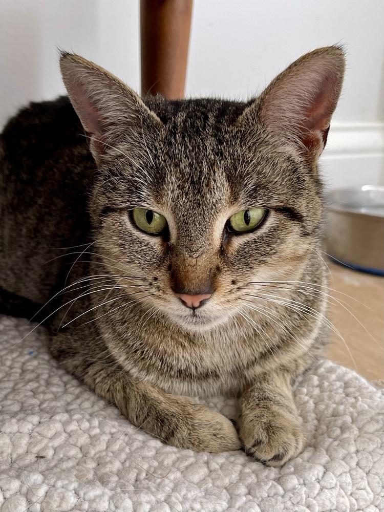 Enlarge Sierra, a Adoptable Domestic Short Hair in Chicago, IL image 3/3