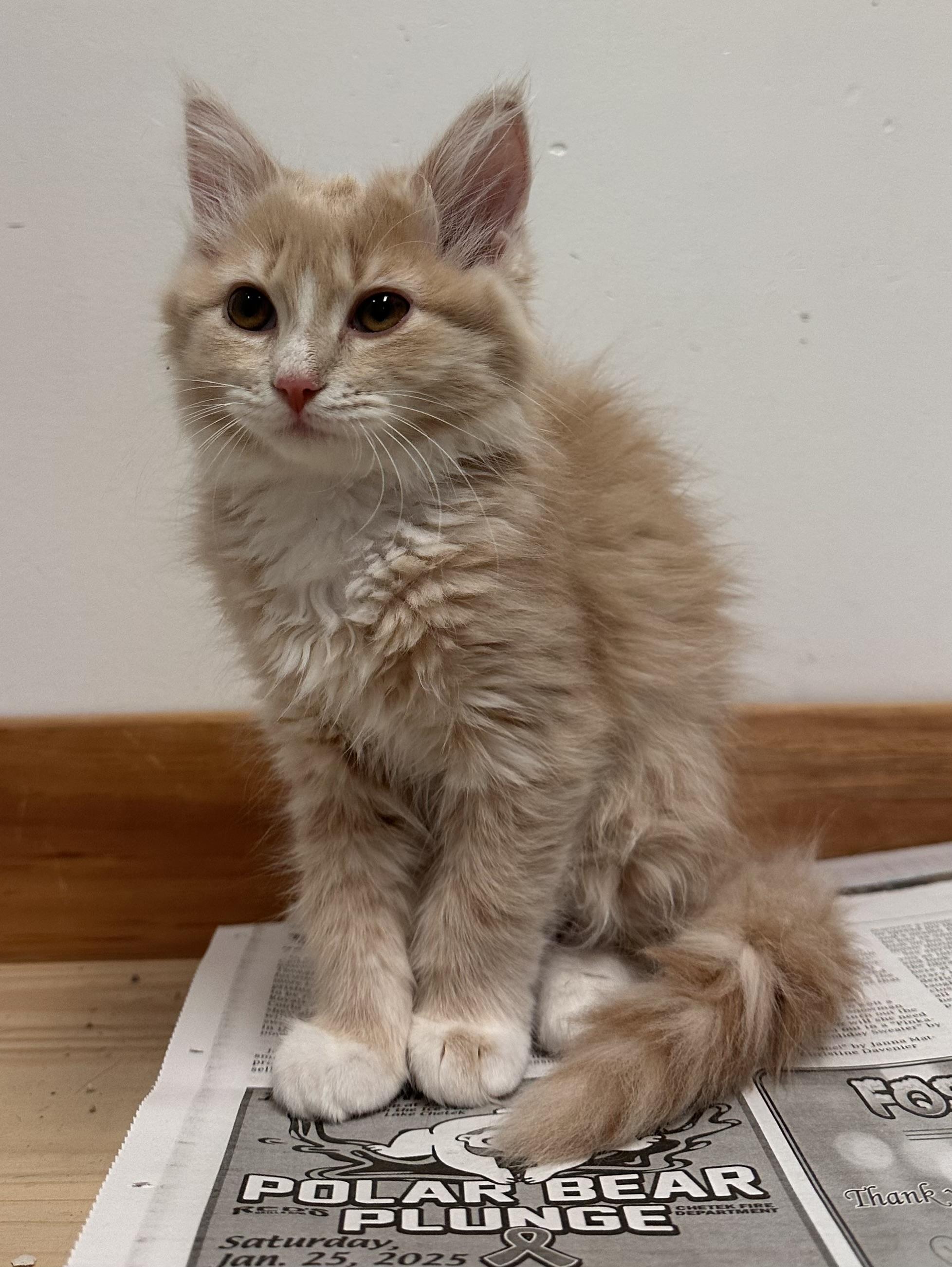Enlarge Noelle, an adopted Domestic Long Hair in Amery, WI image 1/1