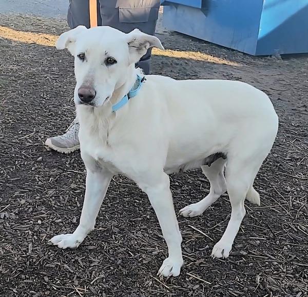 KIARA, Adoptable, Young Female German Shepherd Dog.