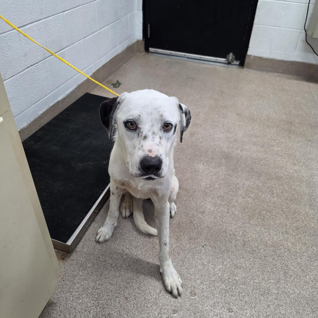 Iris, a Adoptable Mixed Breed in Ardmore, OK image 1/2