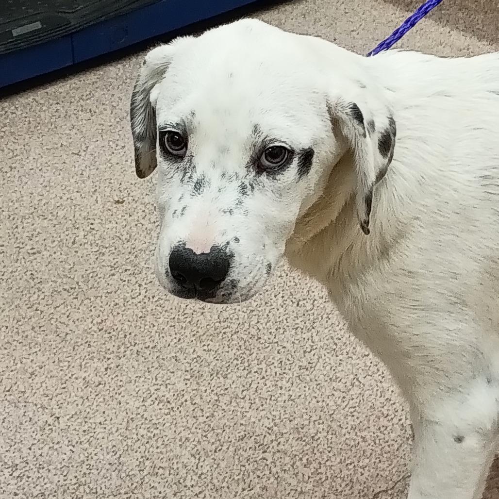Iris, a Adoptable Mixed Breed in Ardmore, OK image 2/2