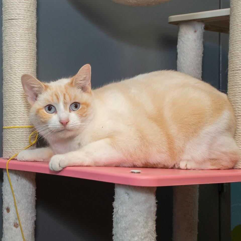 Cora, Adoptable, Adult Female Siamese.