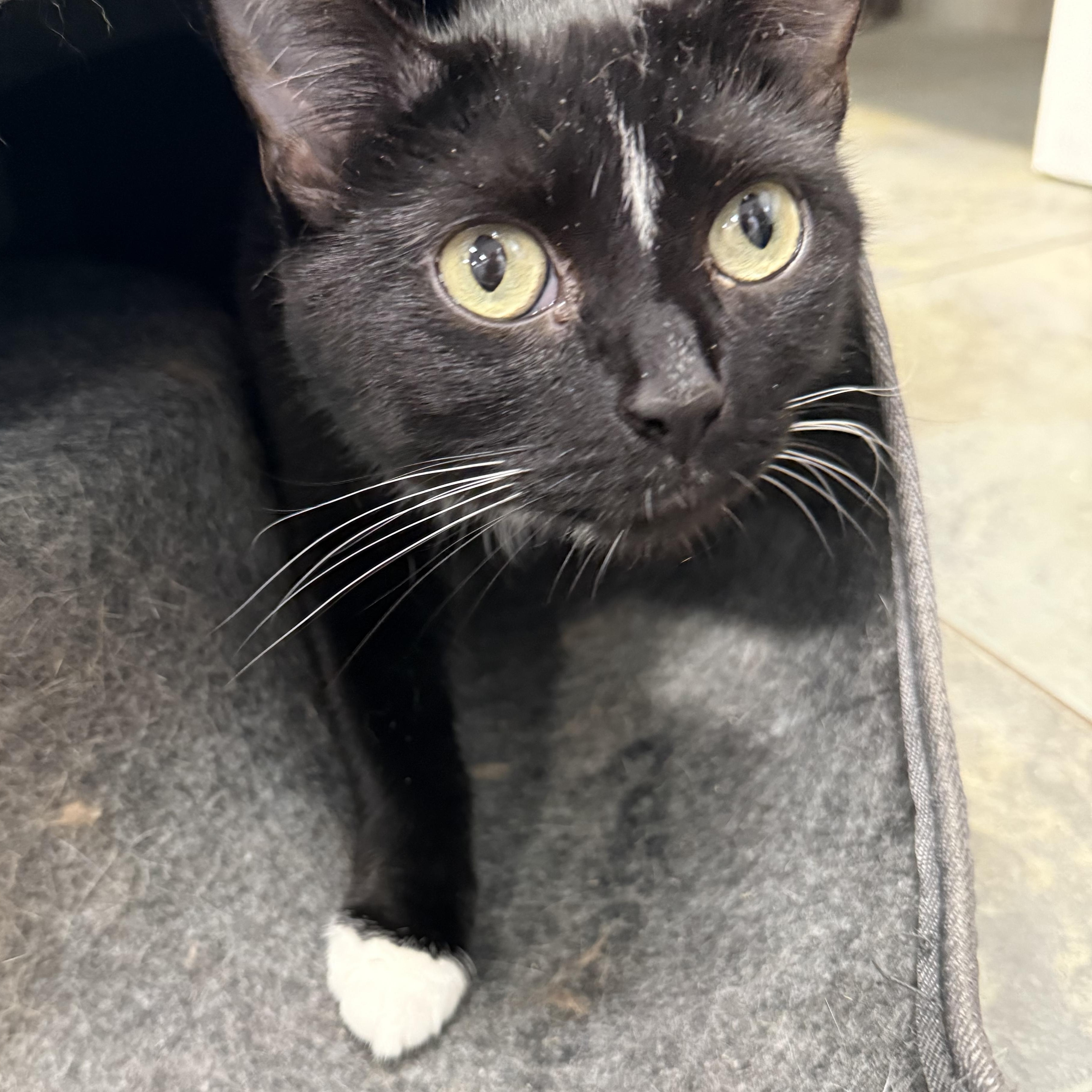 Penny, an adopted Domestic Short Hair in North Haven, CT image 2/3