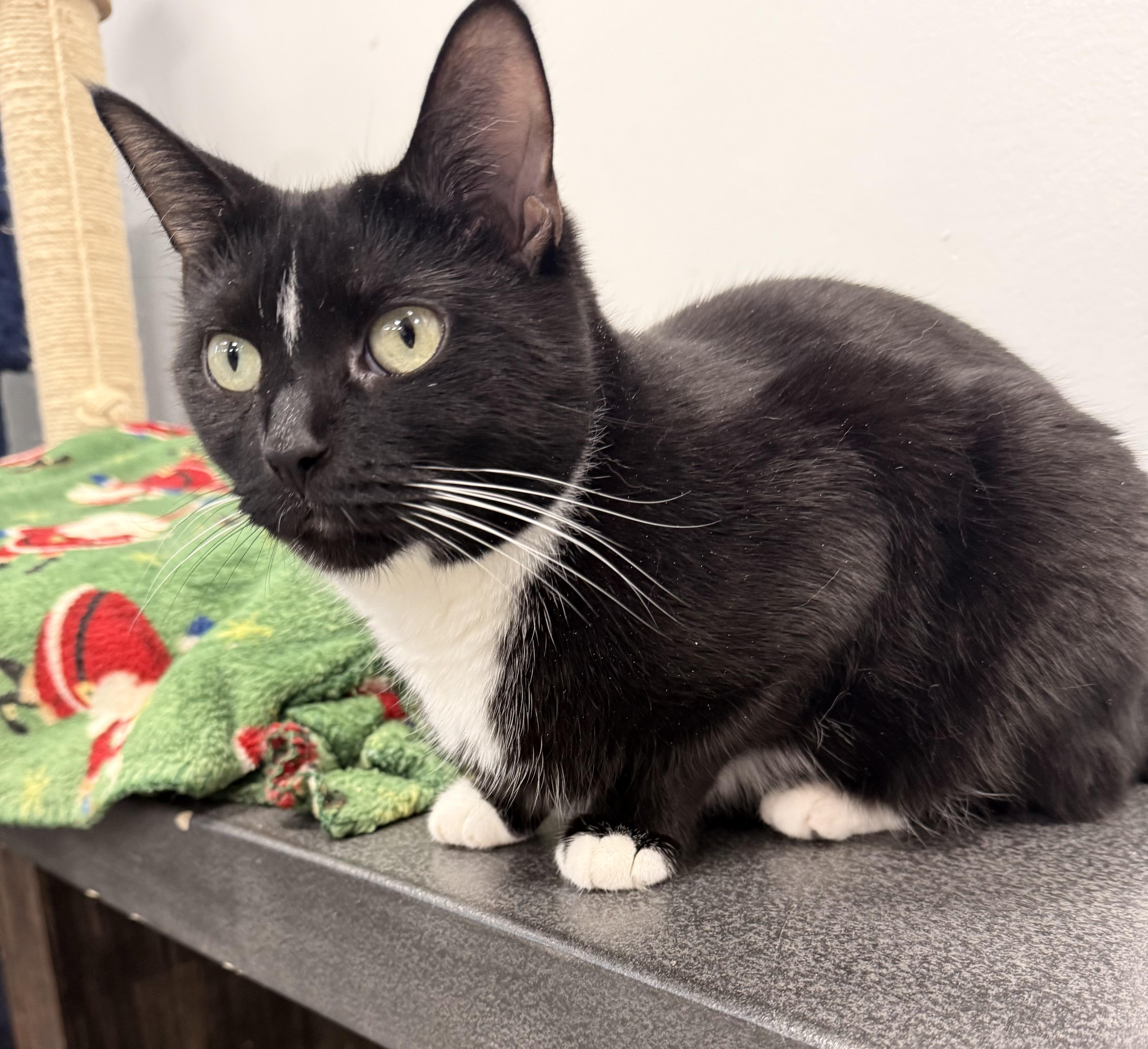 Penny, an adopted Domestic Short Hair in North Haven, CT image 1/3