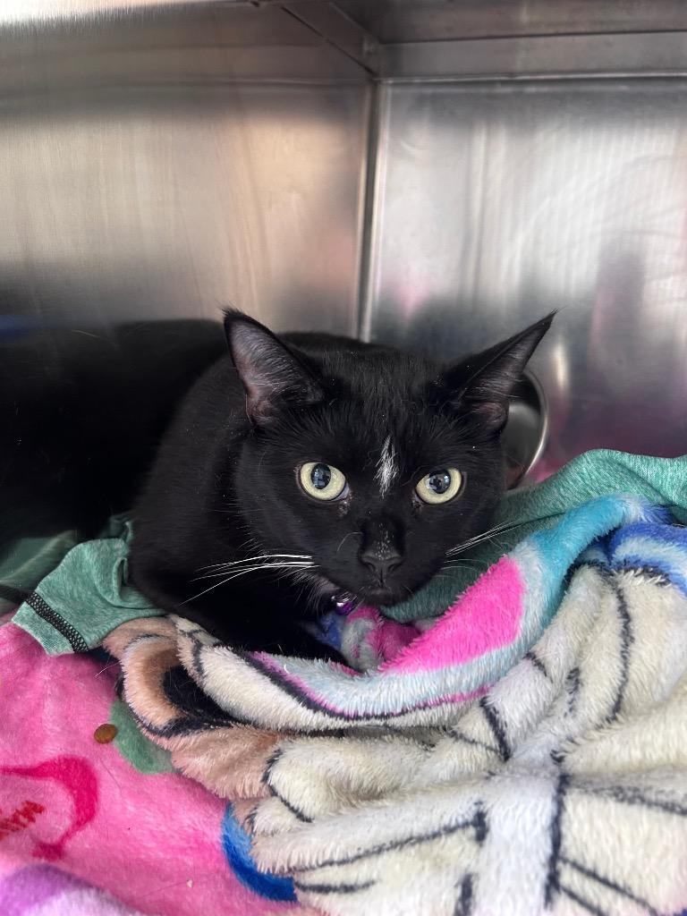 Penny, an adopted Domestic Short Hair in North Haven, CT image 3/3