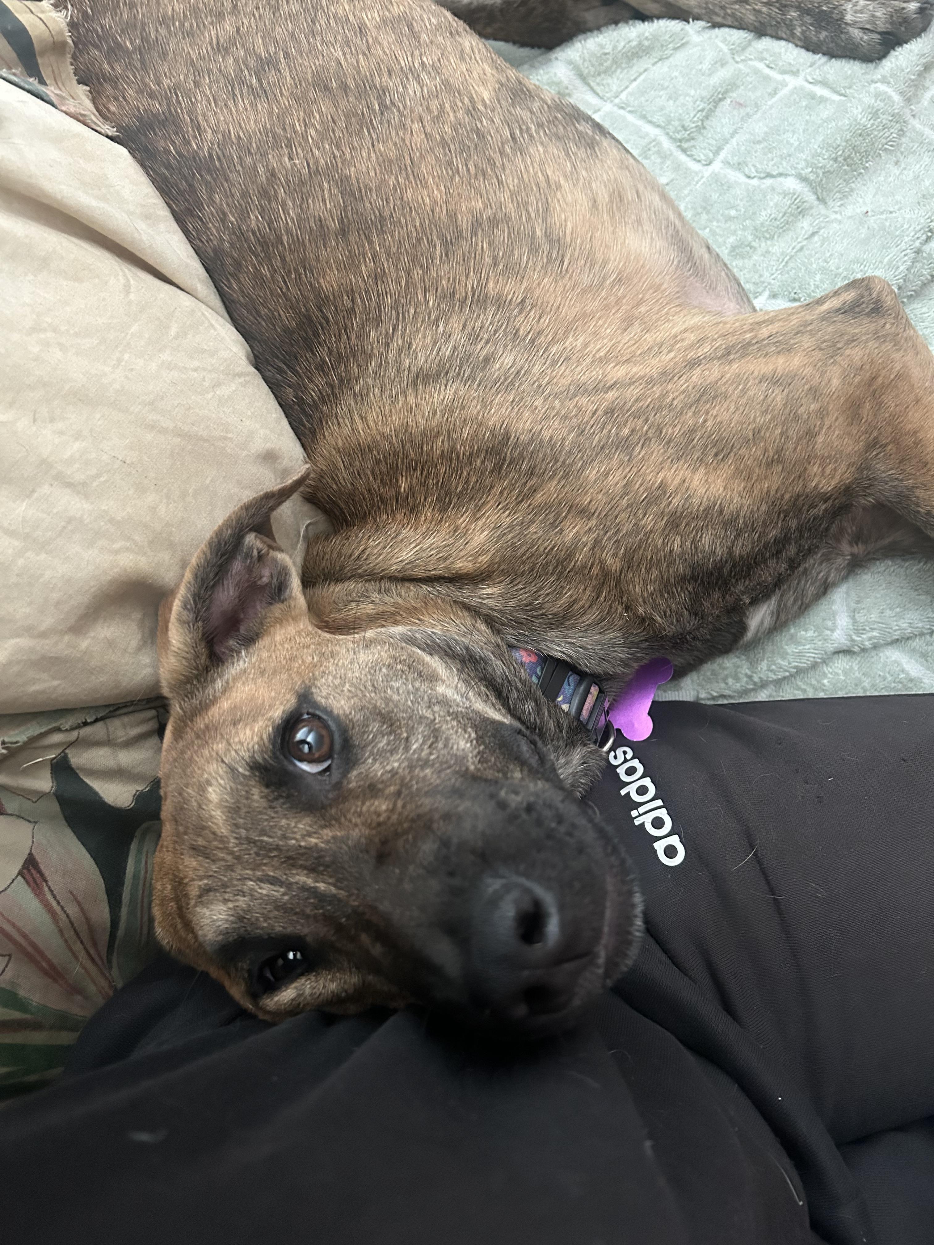 Enlarge Clara, a ADOPTABLE mixed breed in Huntington, NY image 3/6