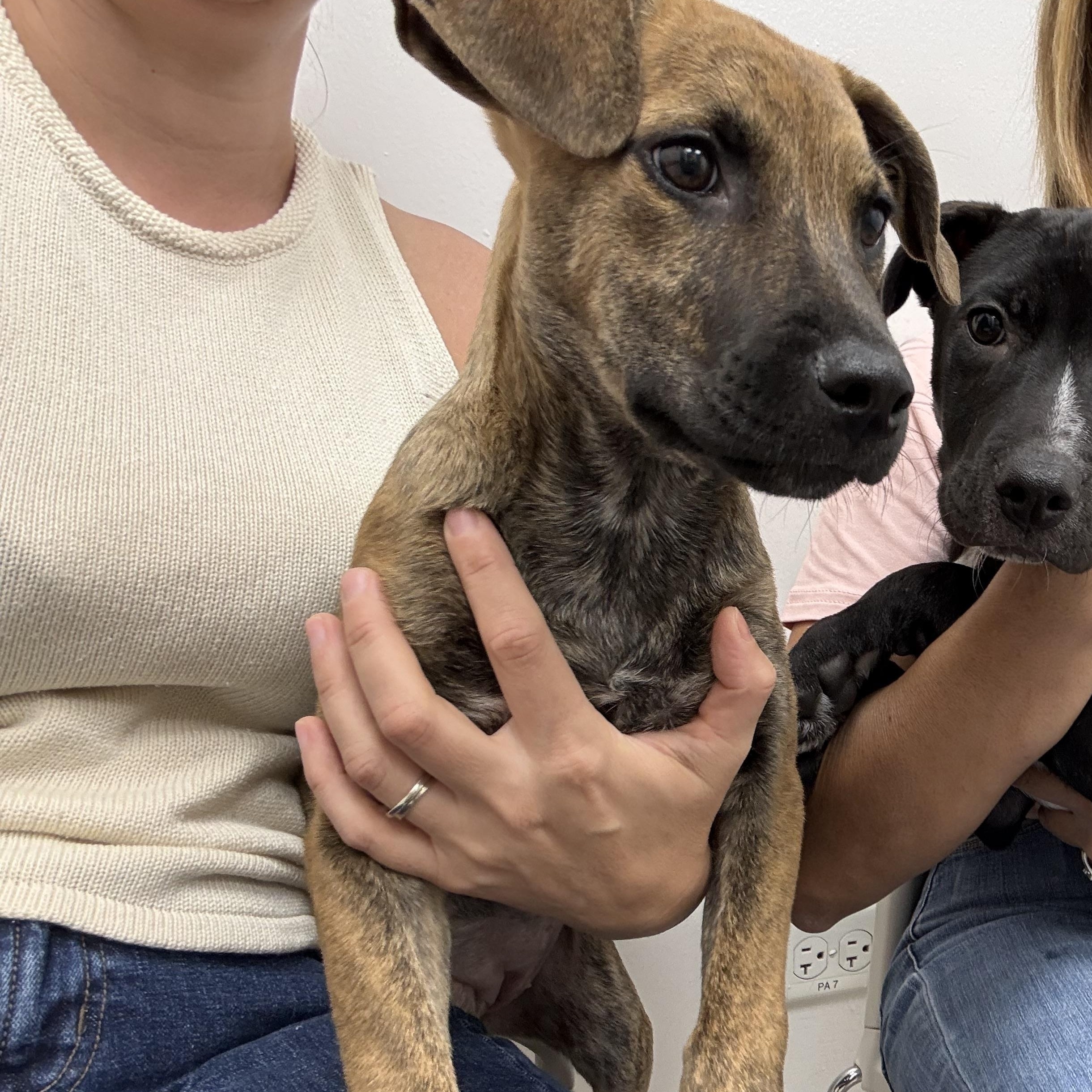 Enlarge Clara, a ADOPTABLE mixed breed in Middletown, NY image 6/6