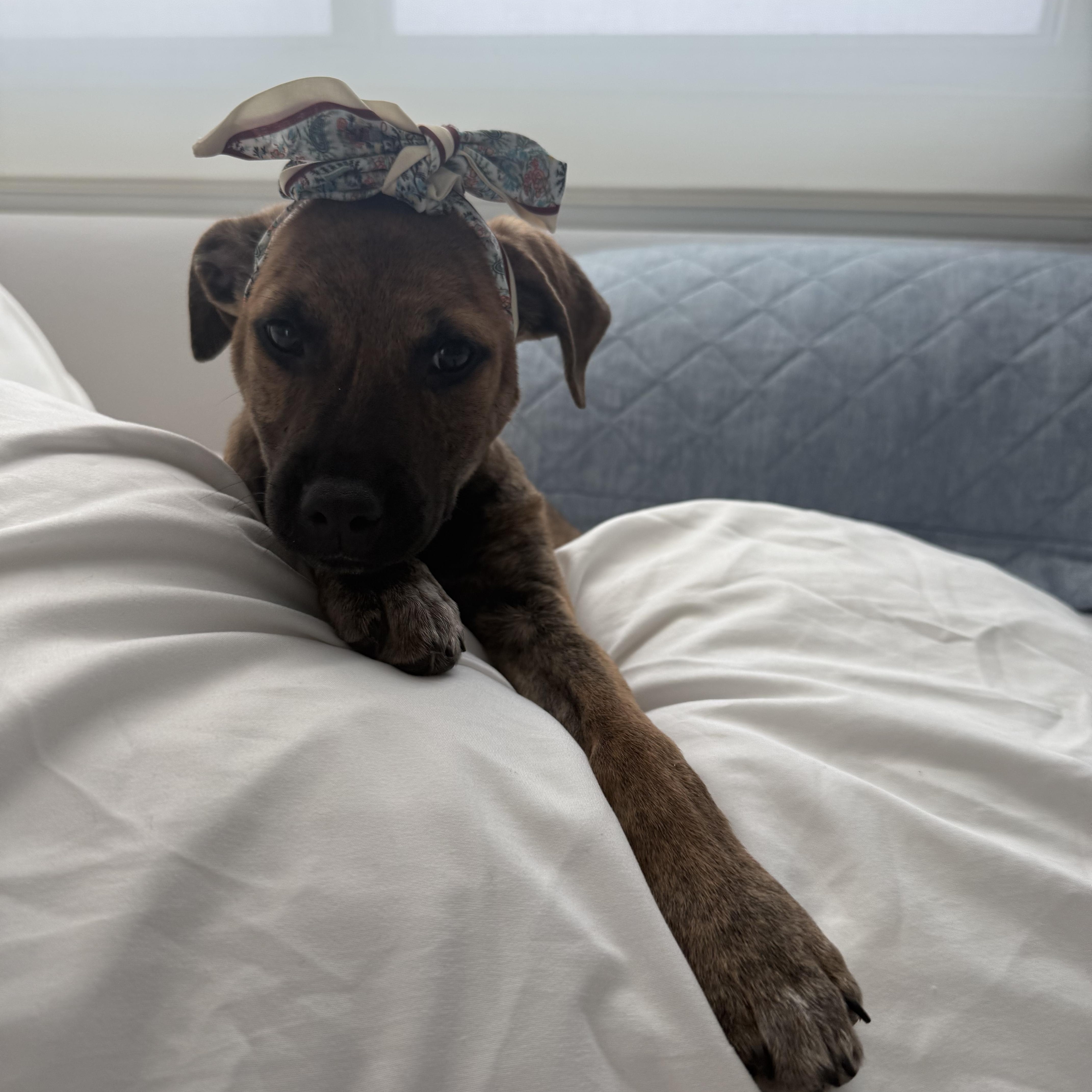 Clara, ADOPTABLE, Puppy Female Labrador Retriever.