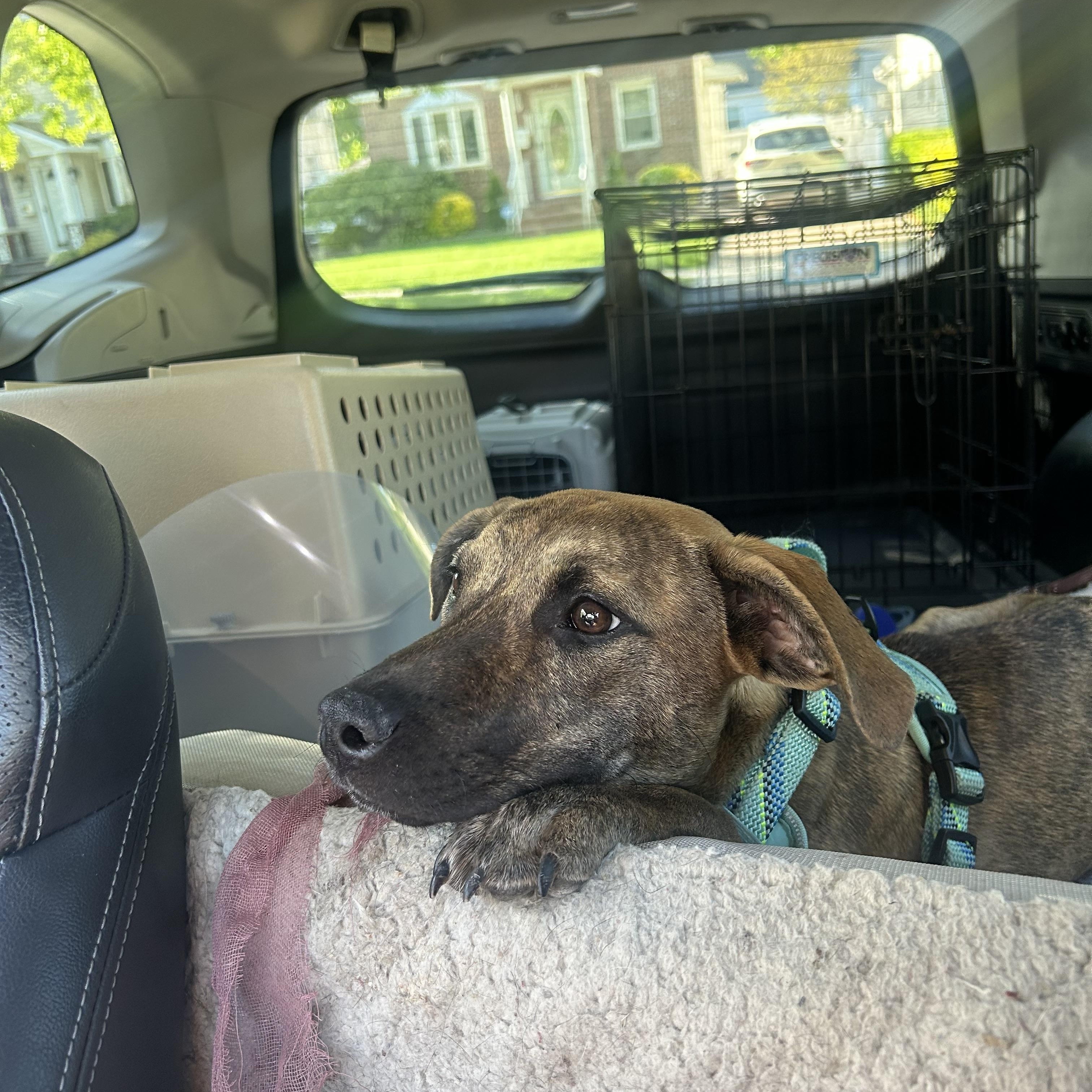 Clara, ADOPTABLE, Puppy Female Labrador Retriever.