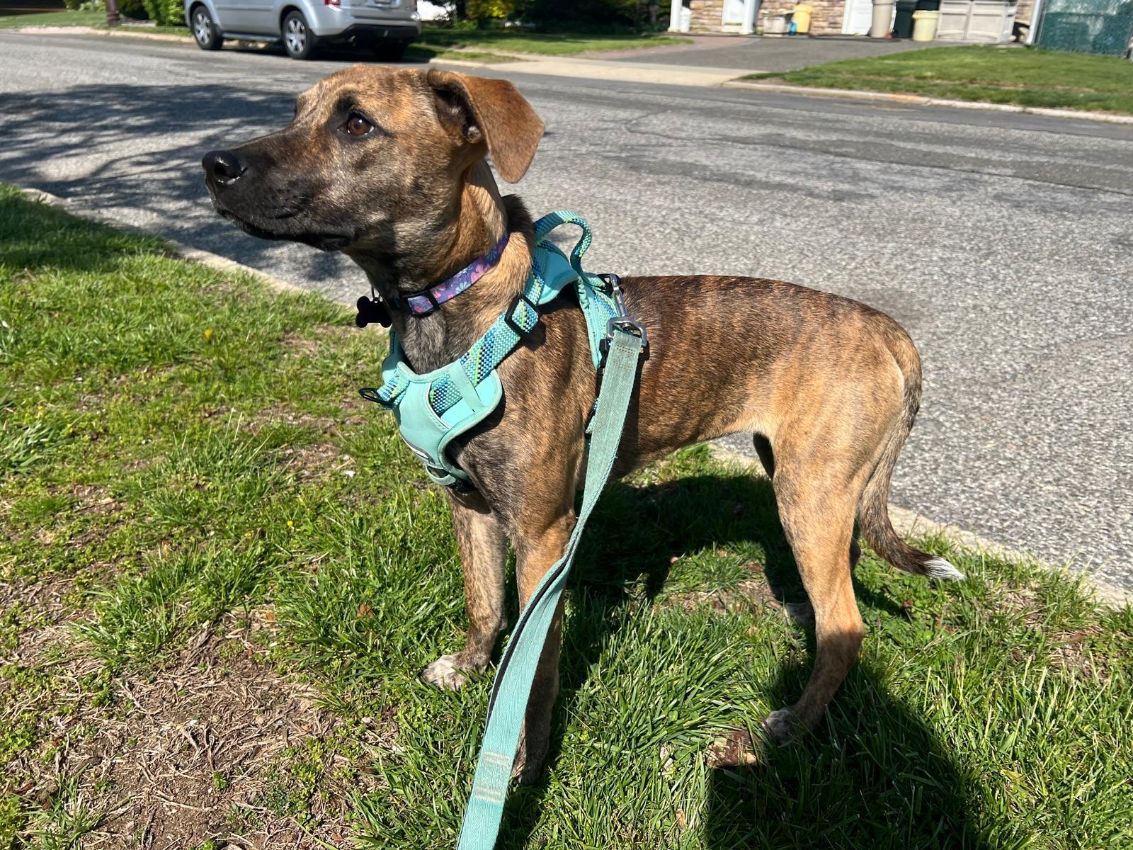 Enlarge Clara, a ADOPTABLE mixed breed in Huntington, NY image 2/6