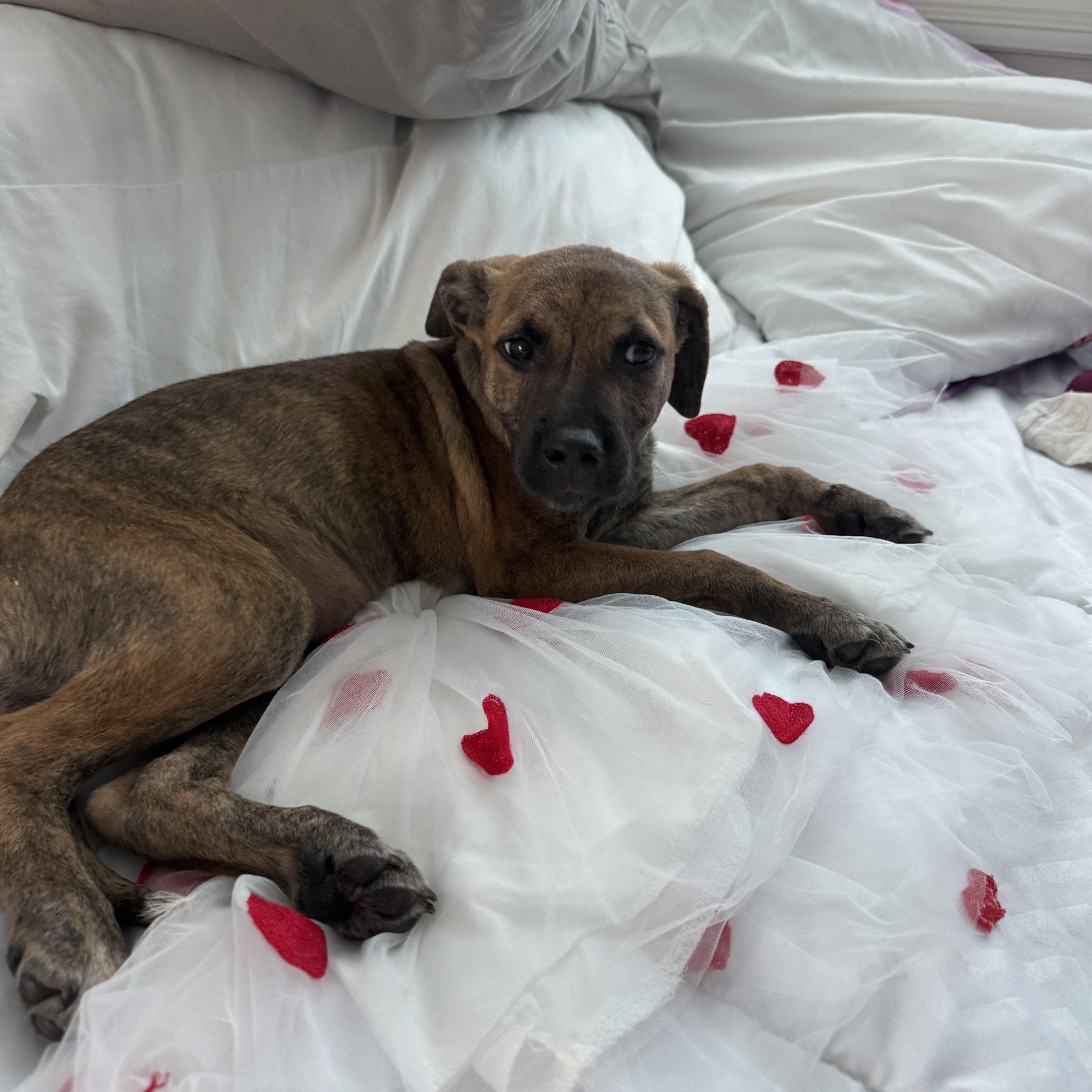 Enlarge Clara, a ADOPTABLE mixed breed in Middletown, NY image 3/6