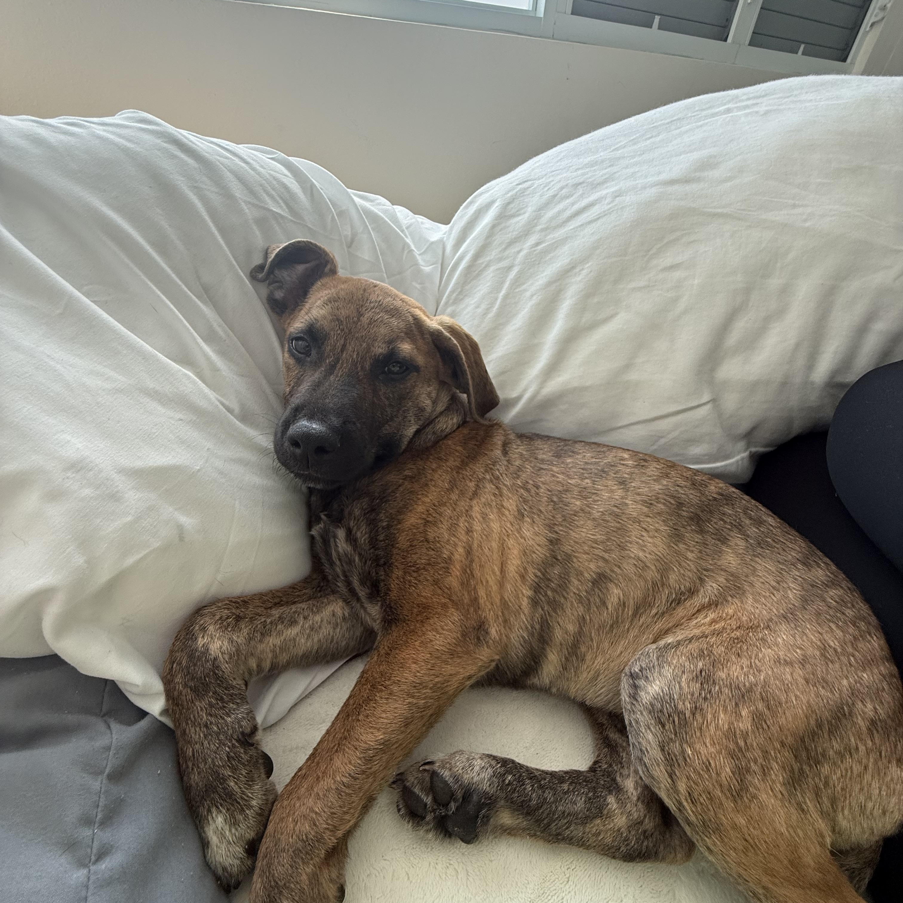 Enlarge Clara, a ADOPTABLE mixed breed in Middletown, NY image 2/6