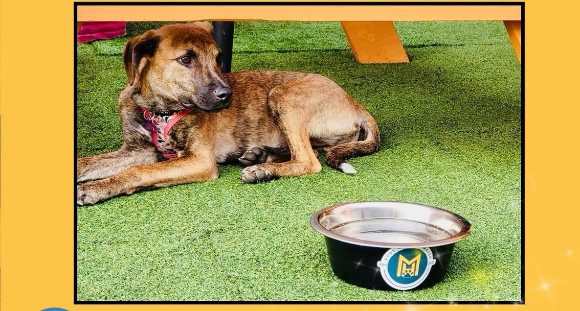 Enlarge Clara, a ADOPTABLE mixed breed in Huntington, NY image 4/6