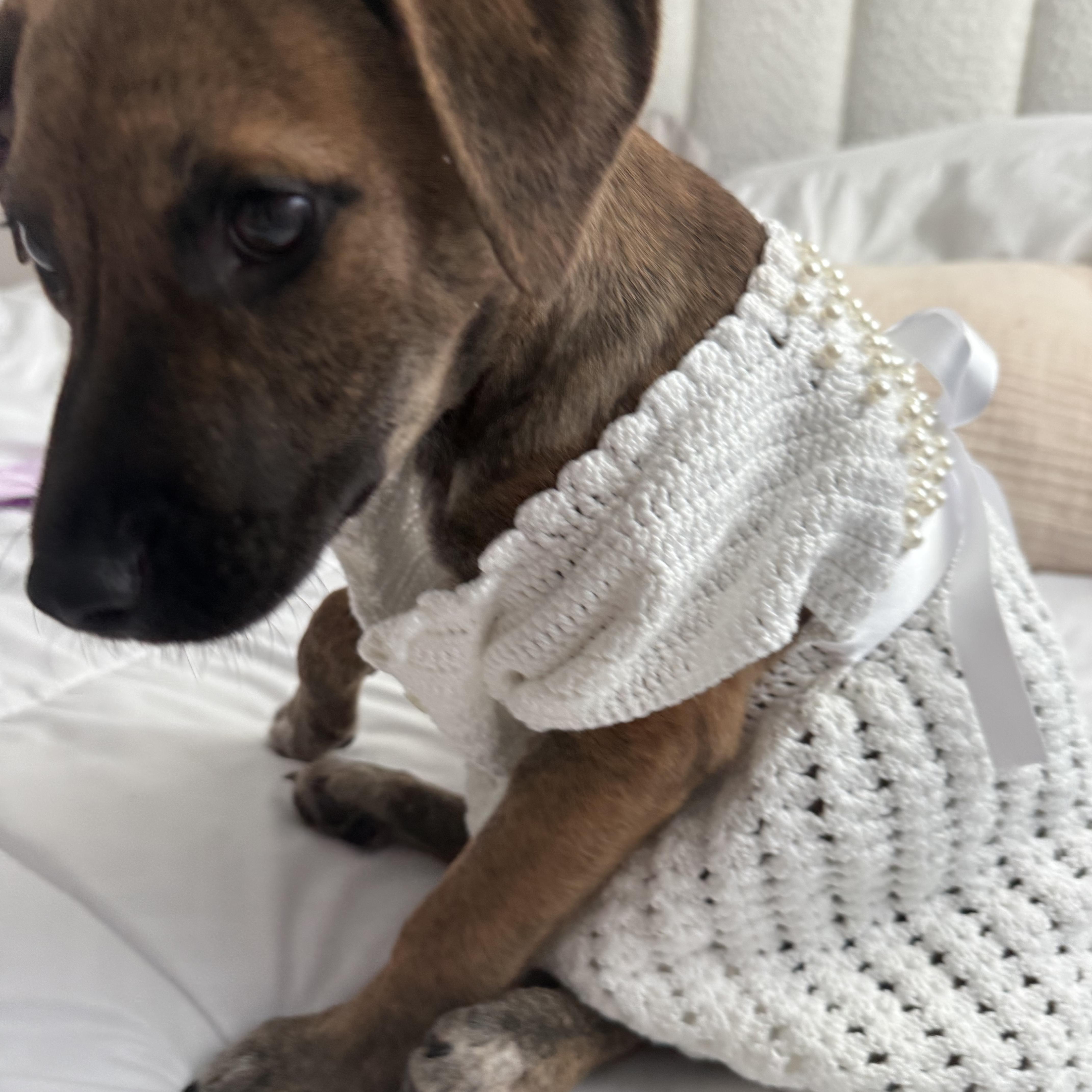 Enlarge Clara, a ADOPTABLE mixed breed in Middletown, NY image 4/6