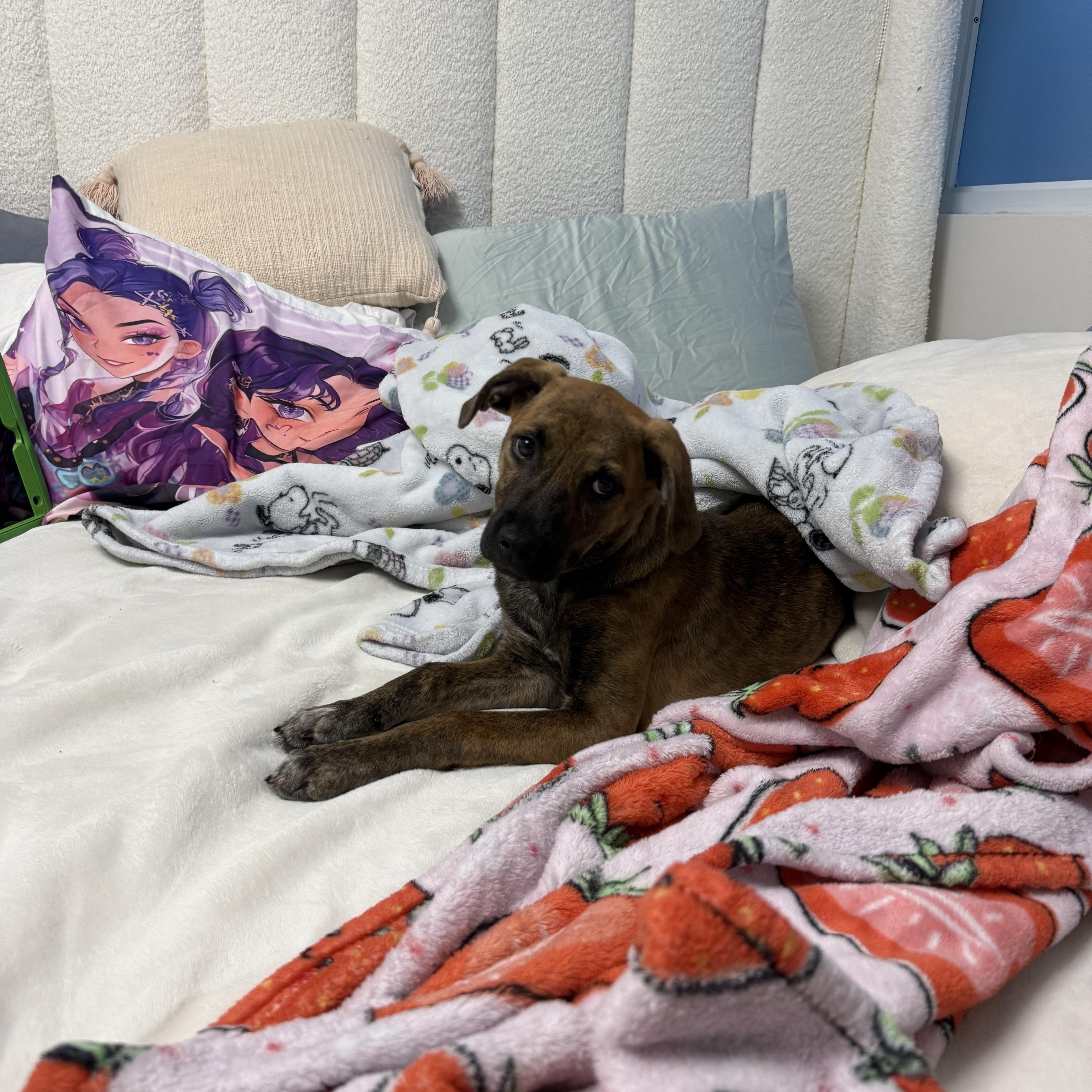 Enlarge Clara, a ADOPTABLE mixed breed in Middletown, NY image 5/6