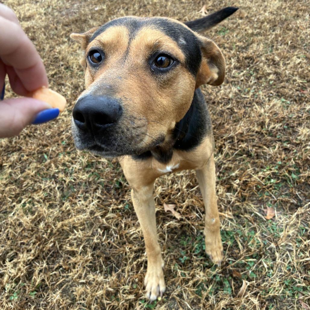 Enlarge Bruno, a Adoptable mixed breed in Greenville, SC image 1/5