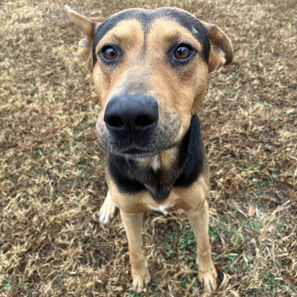 Enlarge Bruno, a Adoptable mixed breed in Greenville, SC image 2/5