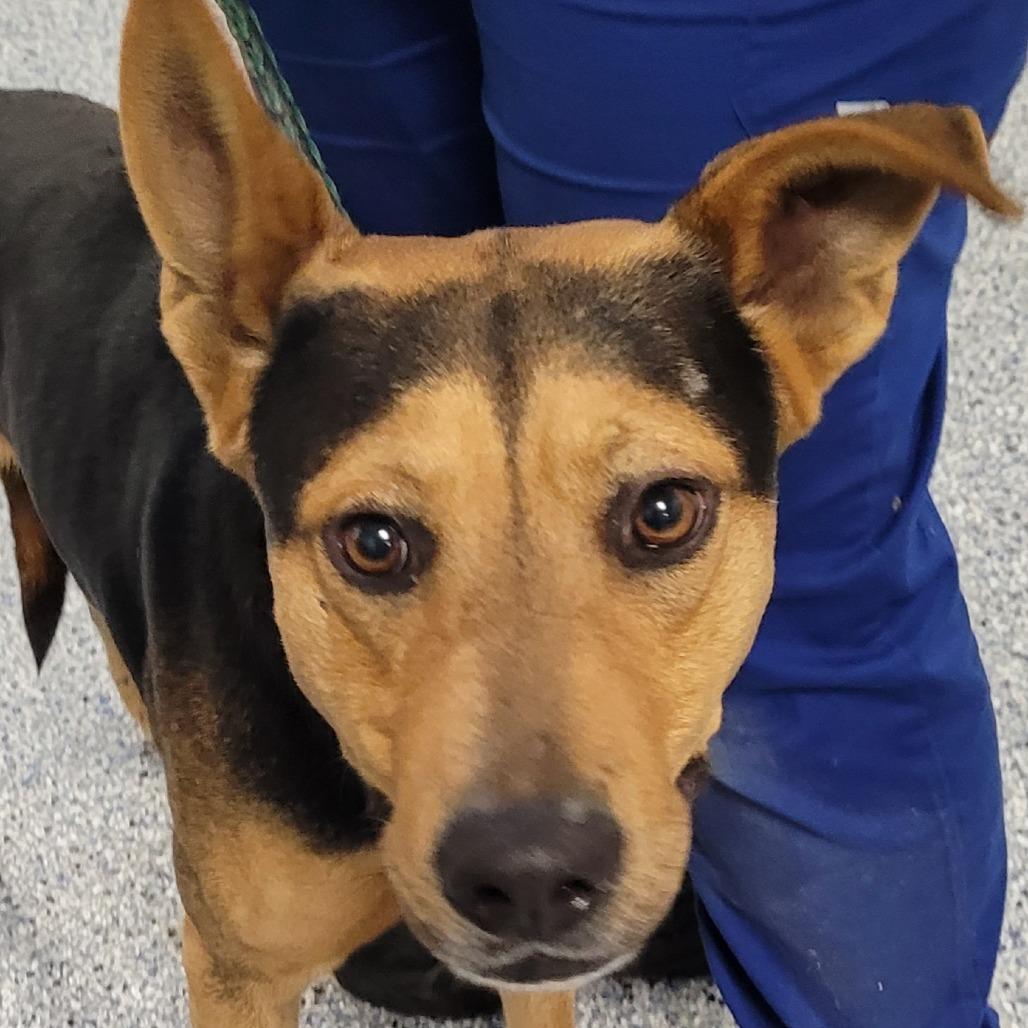 Enlarge Bruno, a Adoptable mixed breed in Greenville, SC image 3/5