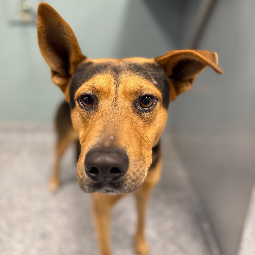 Enlarge Bruno, a Adoptable mixed breed in Greenville, SC image 5/5