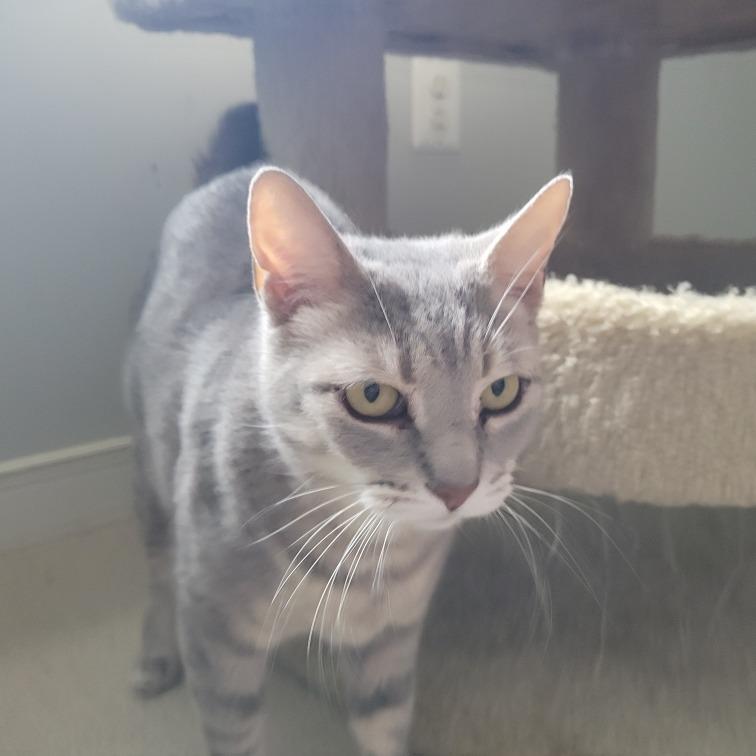 Magnolia, Adoptable, Young Female Domestic Short Hair.