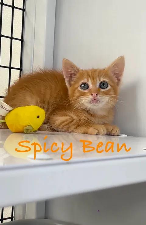 Spicy Bean, ADOPTABLE, Kitten Male Domestic Short Hair.