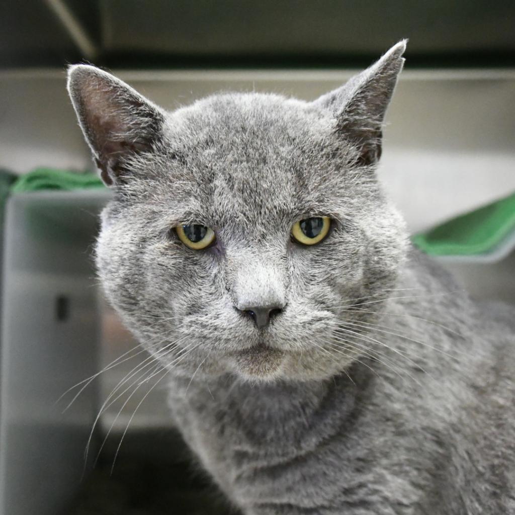 Enlarge Smokey, a Adoptable Domestic Short Hair in Santa Barbara, CA image 1/5