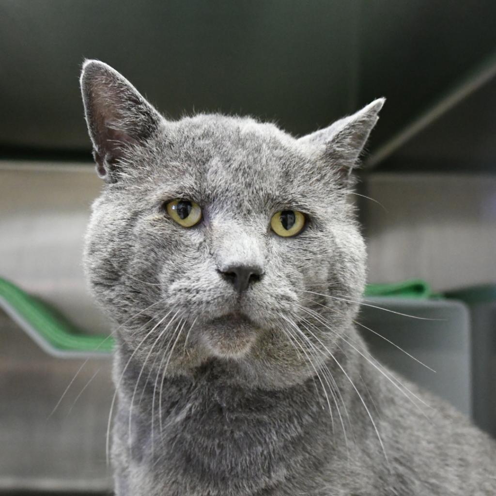 Enlarge Smokey, a Adoptable Domestic Short Hair in Santa Barbara, CA image 2/5