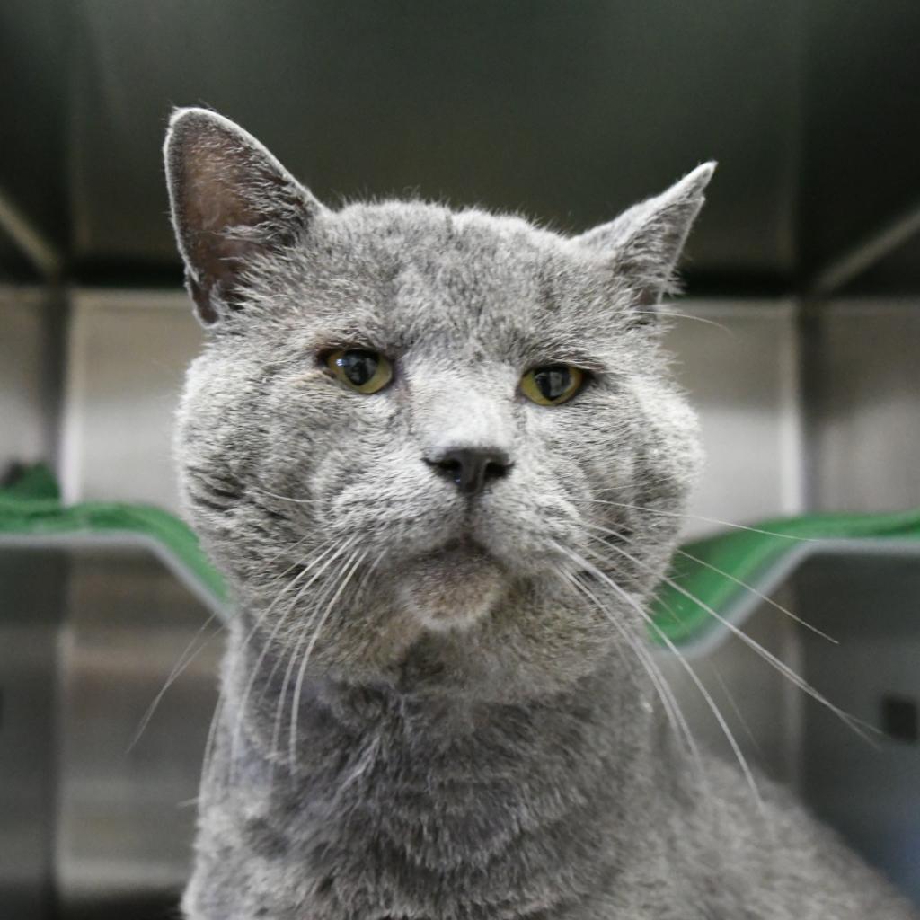 Enlarge Smokey, a Adoptable Domestic Short Hair in Santa Barbara, CA image 3/5