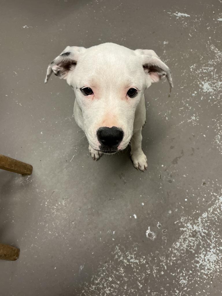 Enlarge Gunnar, a Adoptable mixed breed in Dyersburg, TN image 1/1