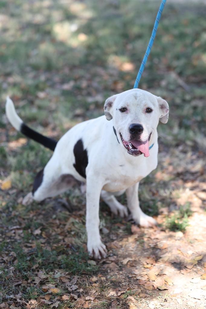 Enlarge Gunnar, a Adoptable mixed breed in Dyersburg, TN image 2/5