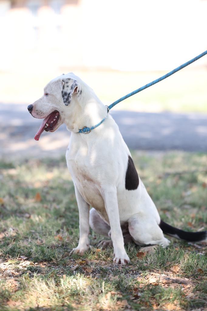 Enlarge Gunnar, a Adoptable mixed breed in Dyersburg, TN image 3/5