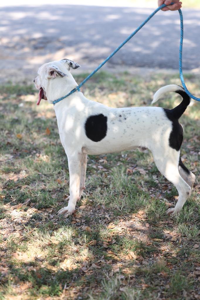 Enlarge Gunnar, a Adoptable mixed breed in Dyersburg, TN image 4/5