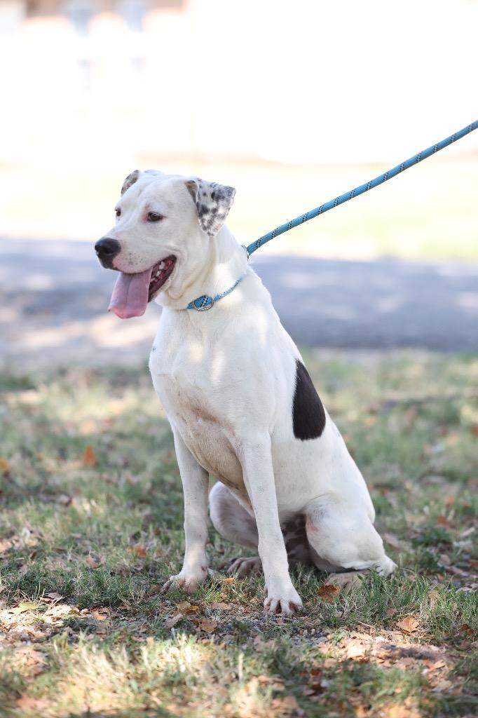 Enlarge Gunnar, a Adoptable mixed breed in Dyersburg, TN image 5/5