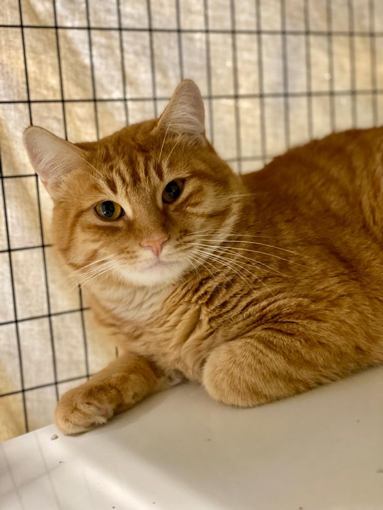 Pasta, Adoptable, Young Male Domestic Short Hair.