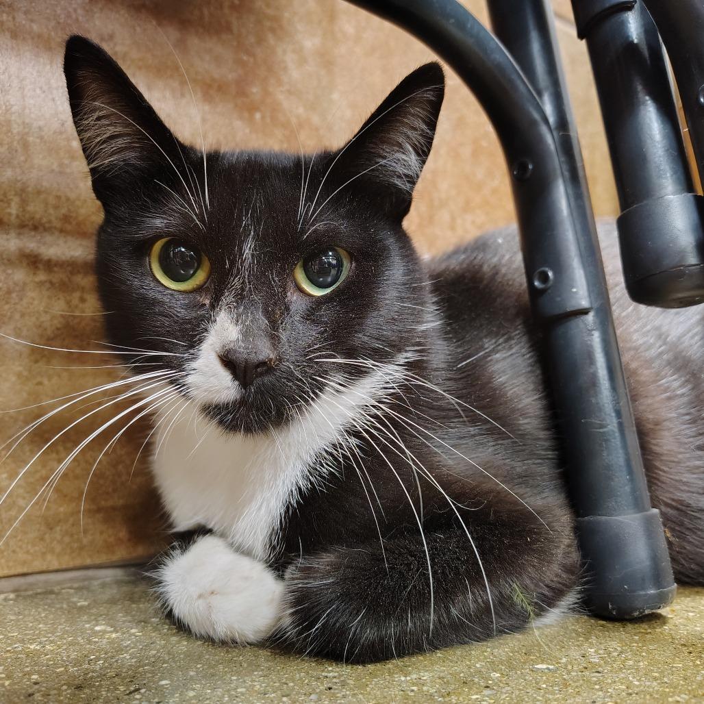 Enlarge Amelia, a Adoptable Domestic Short Hair in Yucaipa, CA image 1/1