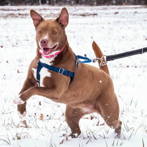 Remy, Adoptable, Young Female Retriever.