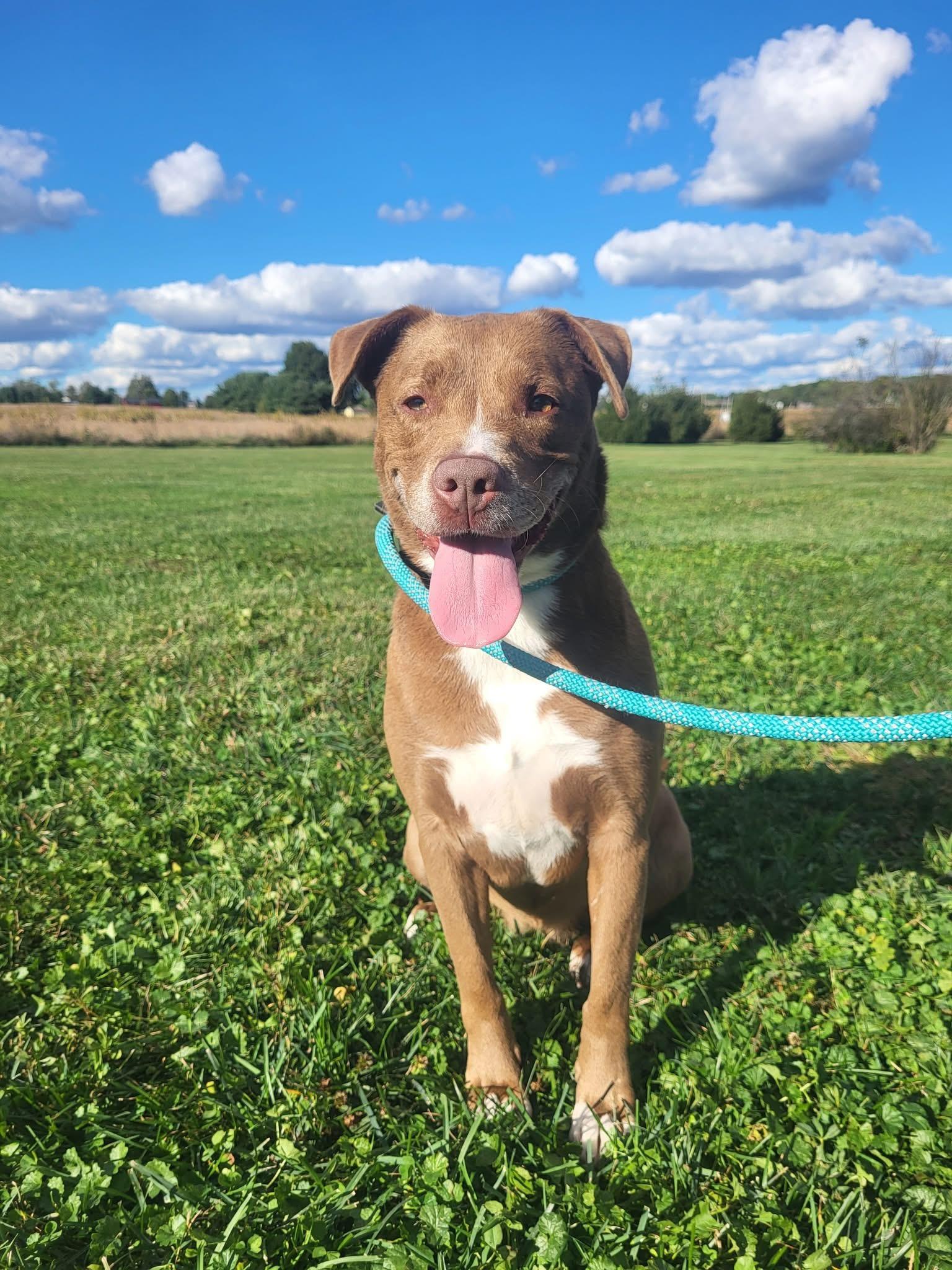 Enlarge Remy, a ADOPTABLE mixed breed in Ashland, OH image 1/1