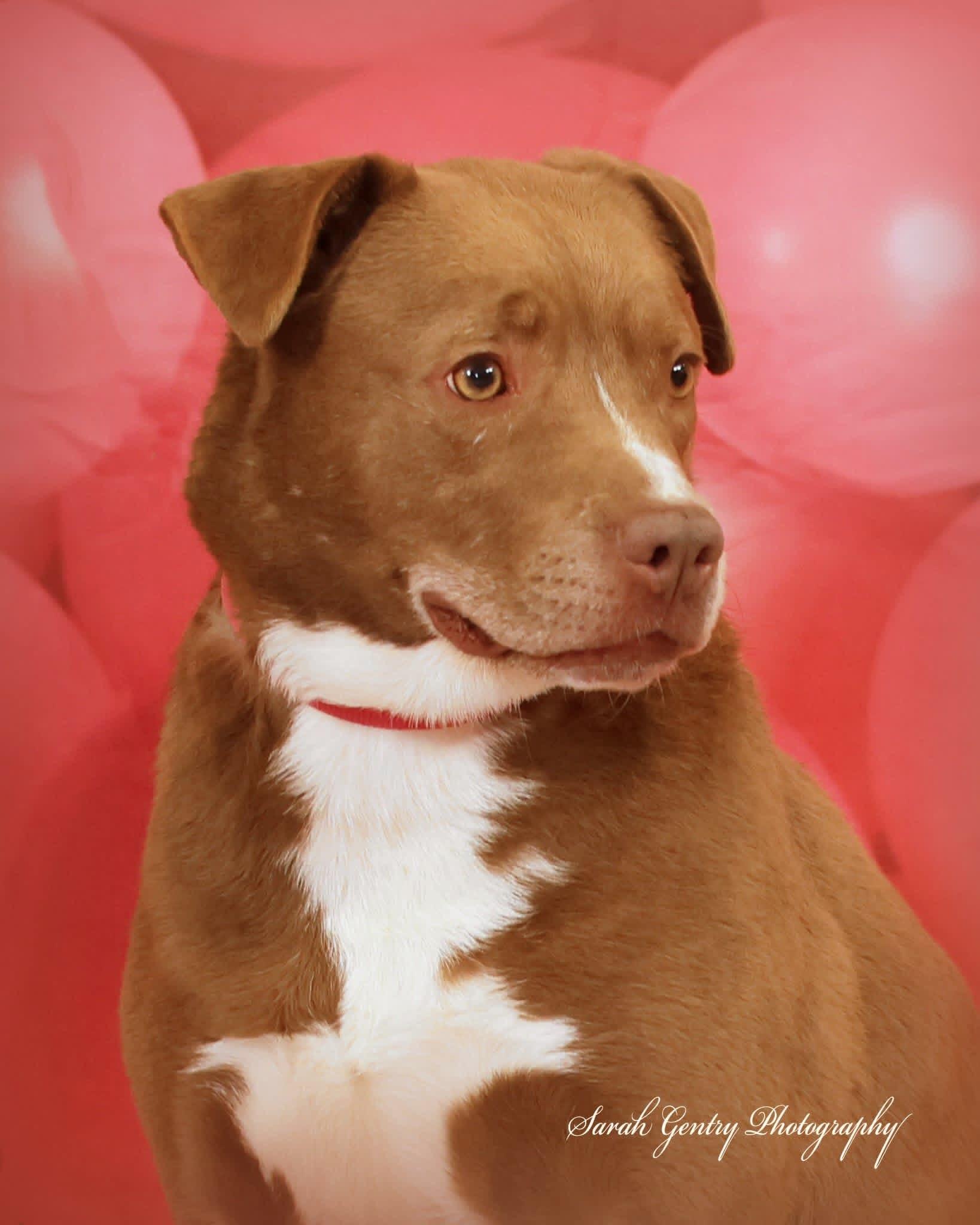 Enlarge Remy, a ADOPTABLE mixed breed in Ashland, OH image 2/2