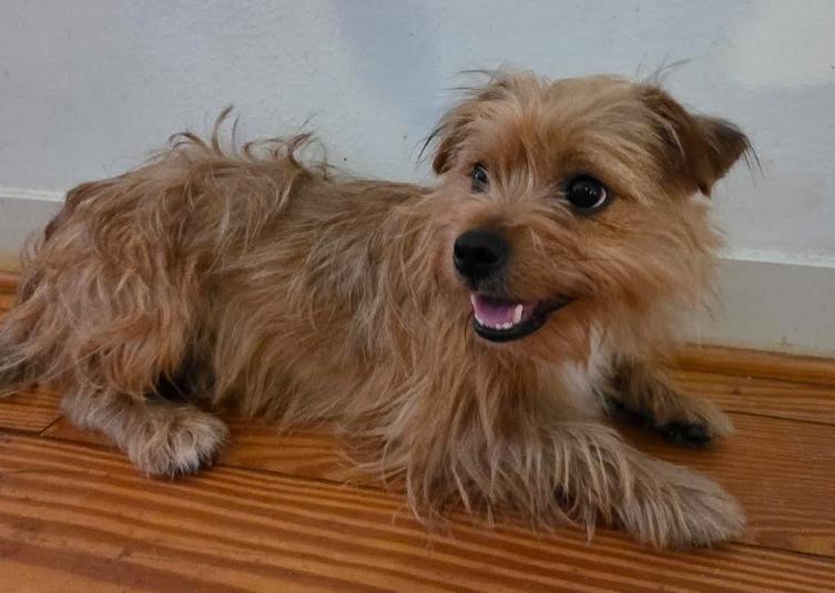 Enlarge Noah, a Adoptable mixed breed in Seattle, WA image 5/6